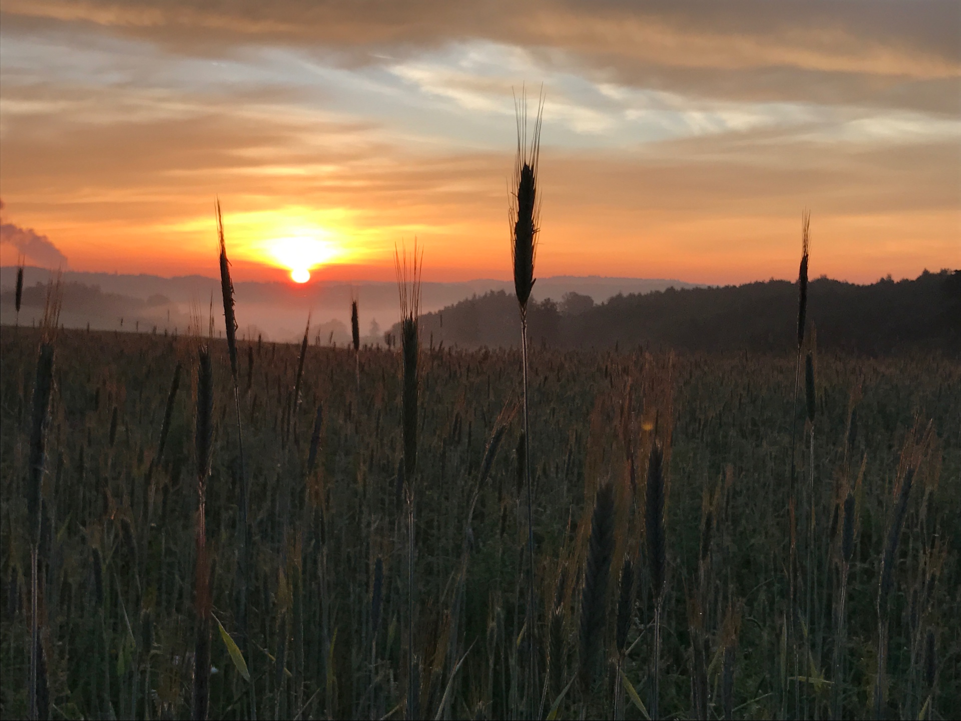 Sonnenaufgang über einem Getreidefeld beim Zeltlager